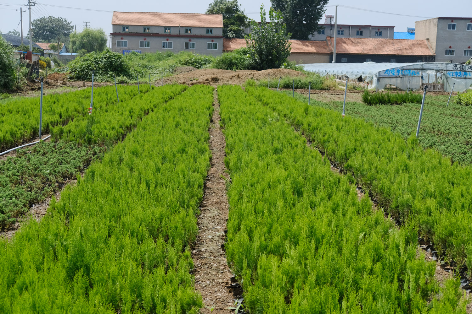 墓地塔柏栽几棵