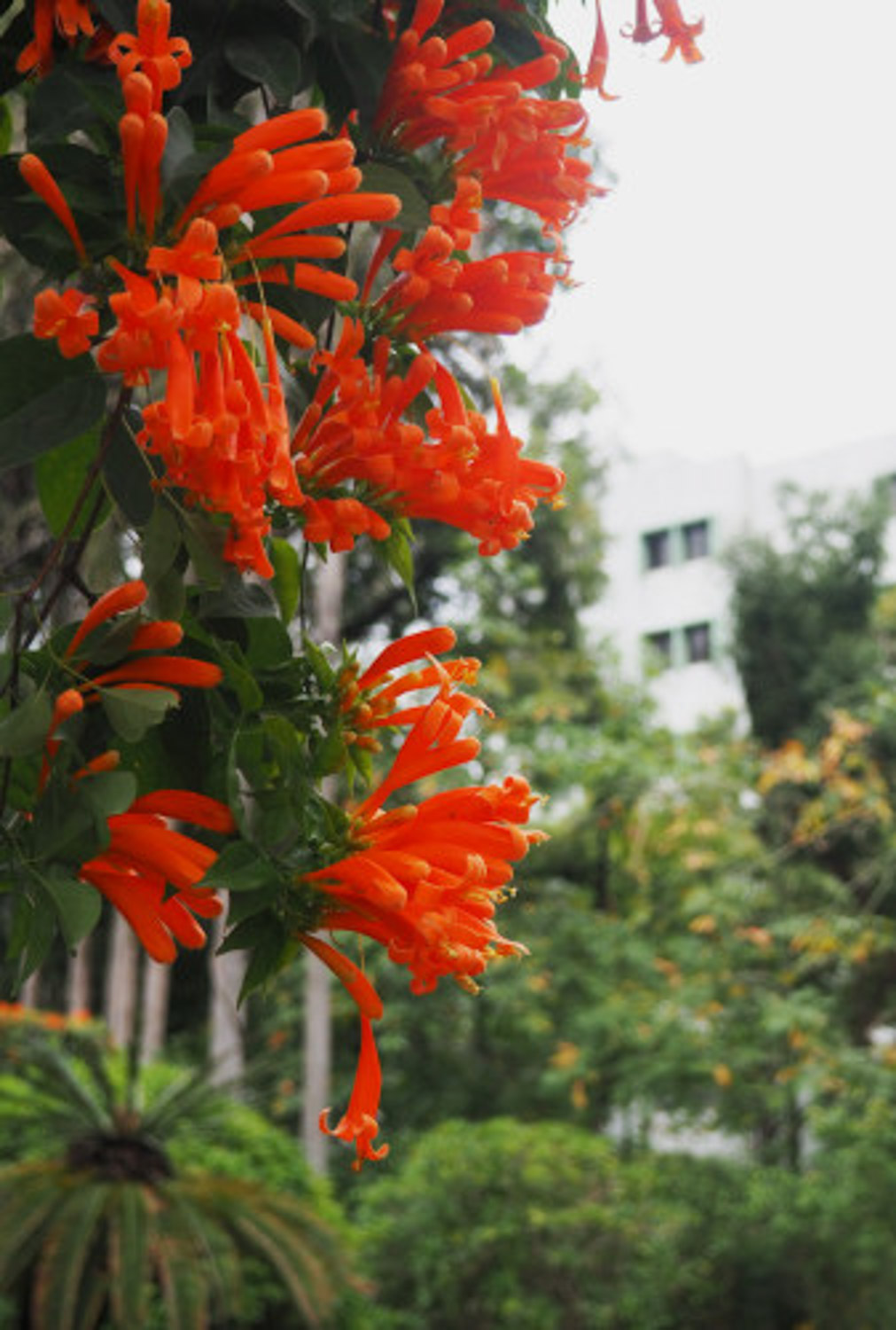 炮仗花叶子发黄怎么办
