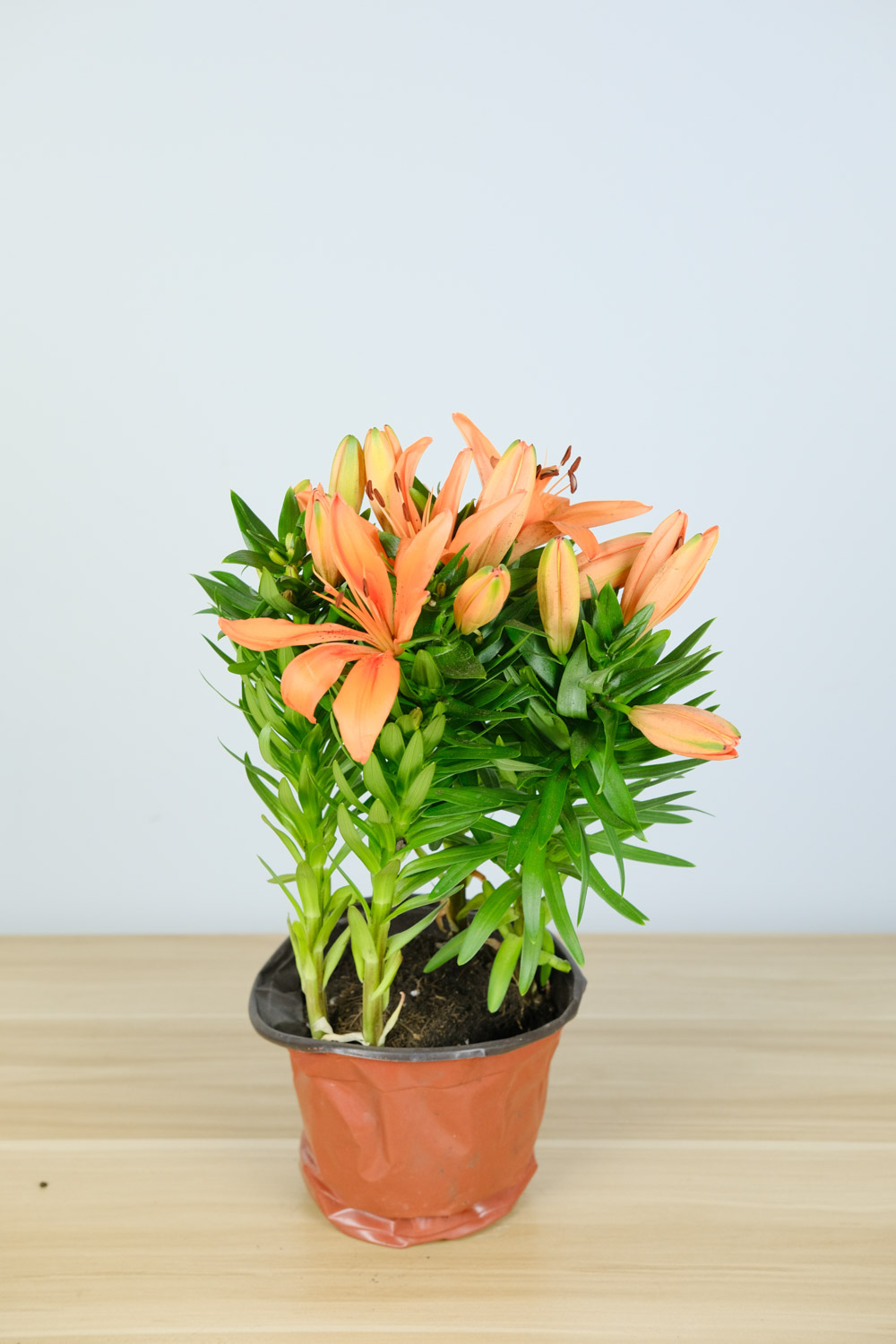 百合花语，百合花的寓意