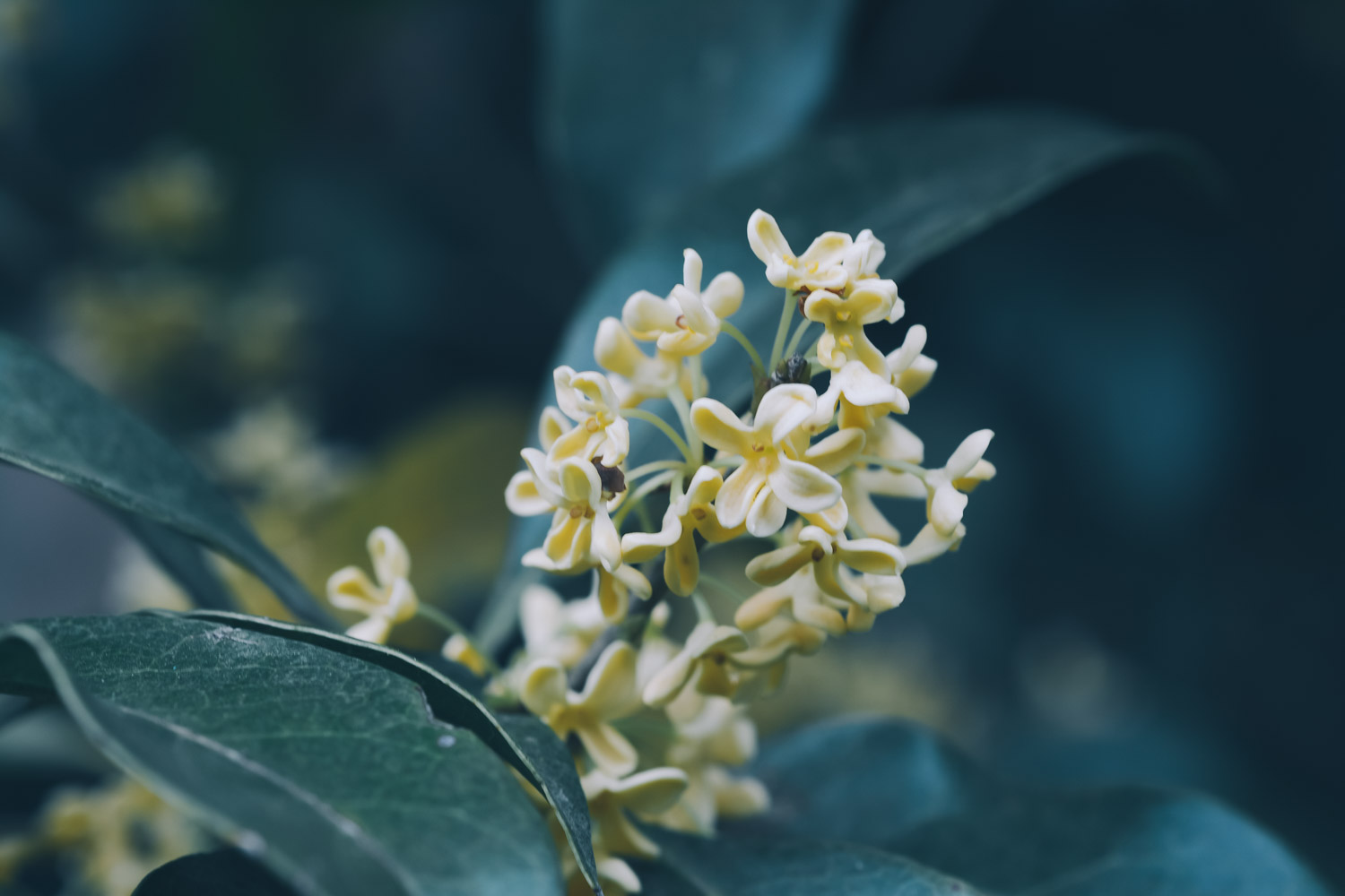 桂花的嫁接方法