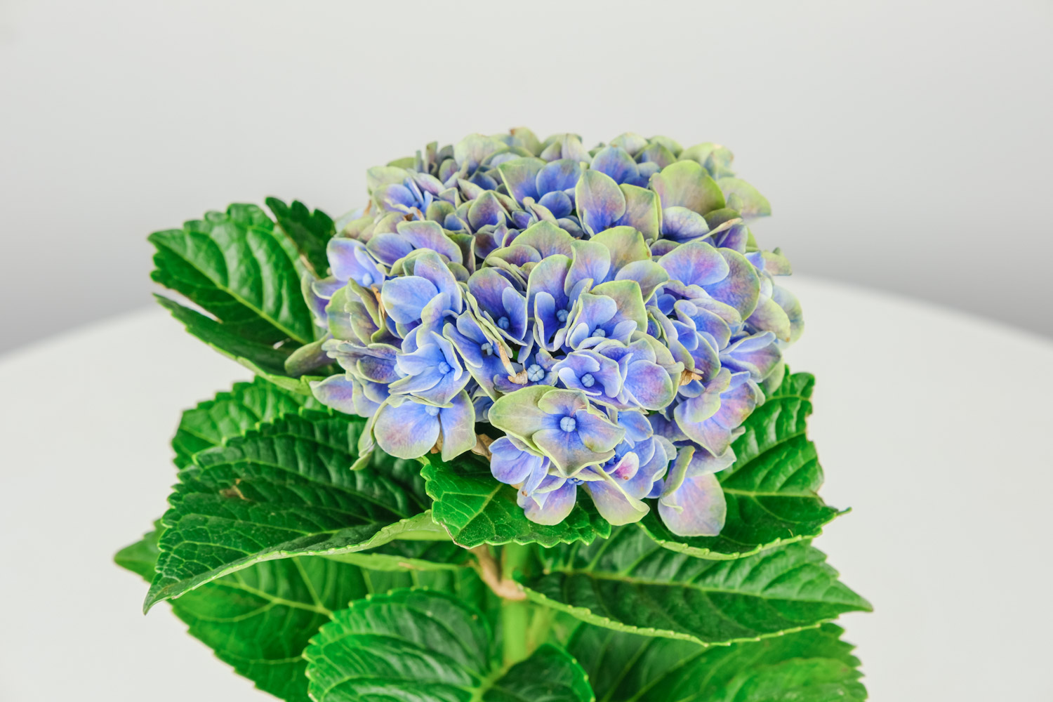 绣球花叶子发白是怎么回事，怎么治