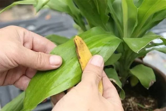 怎么让盆栽绿植叶子长得更茂盛？用这些东西擦一擦效果惊人！