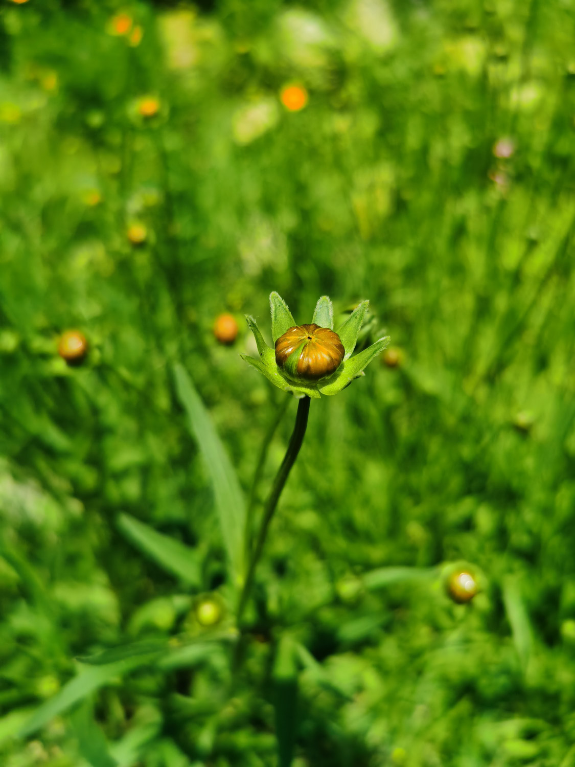 菊花和枸杞能一起泡吗