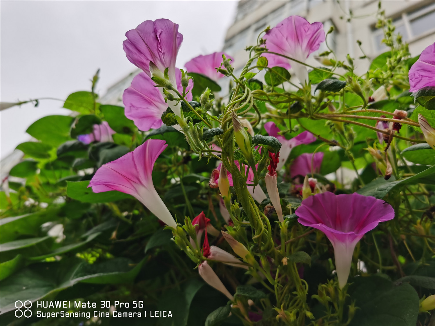 牵牛花的颜色是什么,什么时候开花