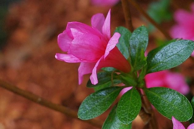 杜鹃花蔫了怎么回事 刚买的杜鹃花蔫了怎么办