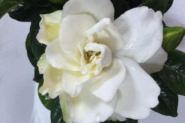 栀子花花朵变黄是什么原因 栀子花花朵发黄怎么办