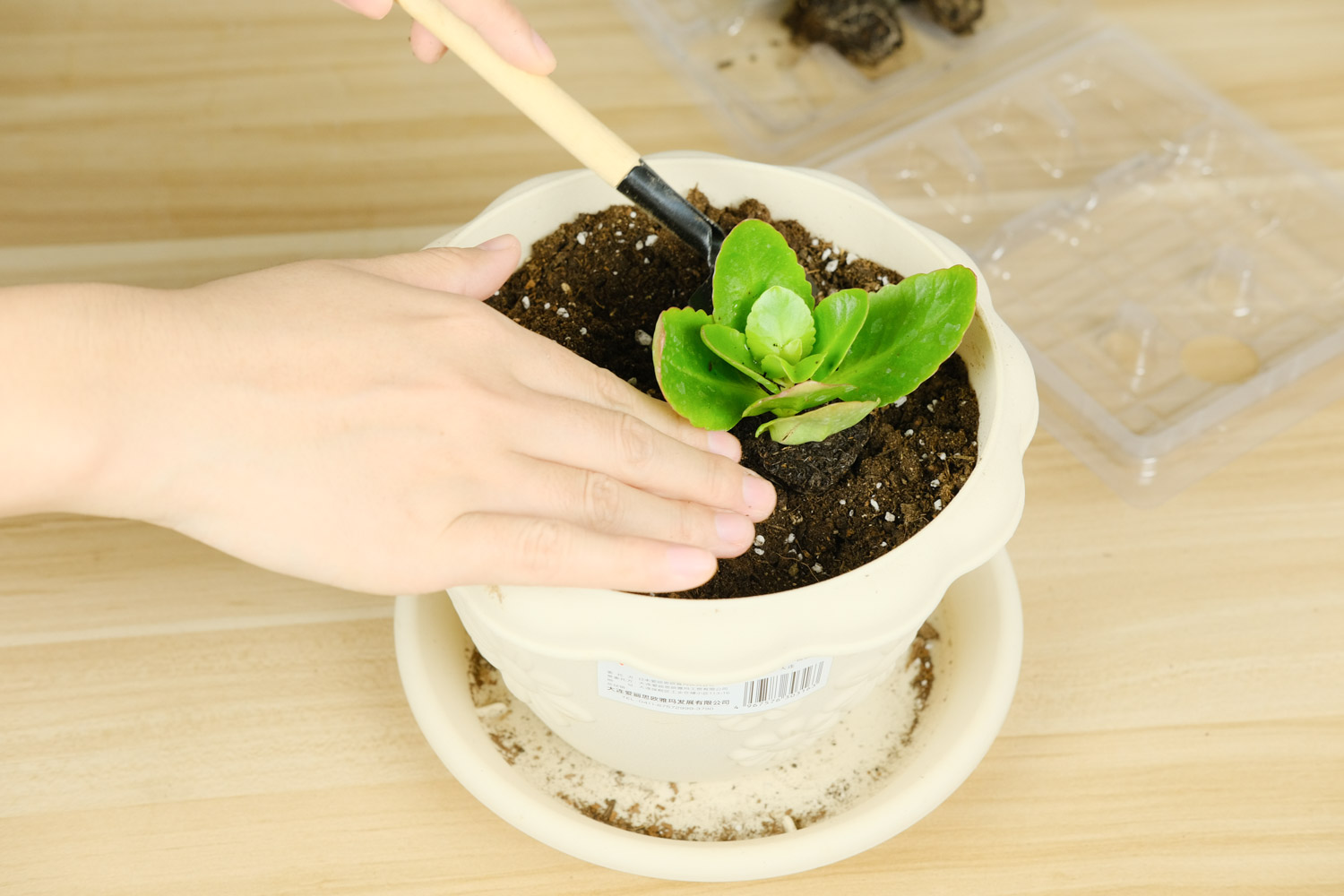 长寿花花朵下垂怎么办