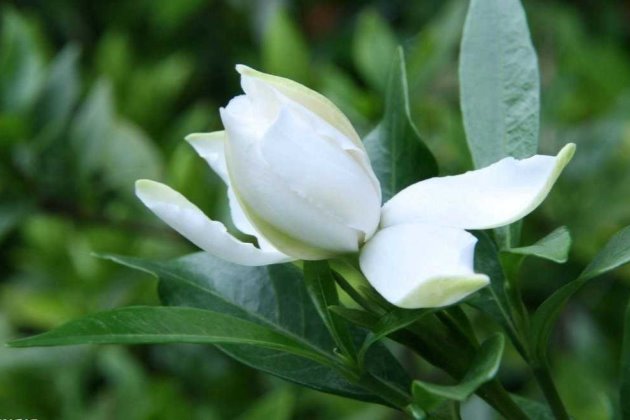 栀子花叶子发黄是什么原因？