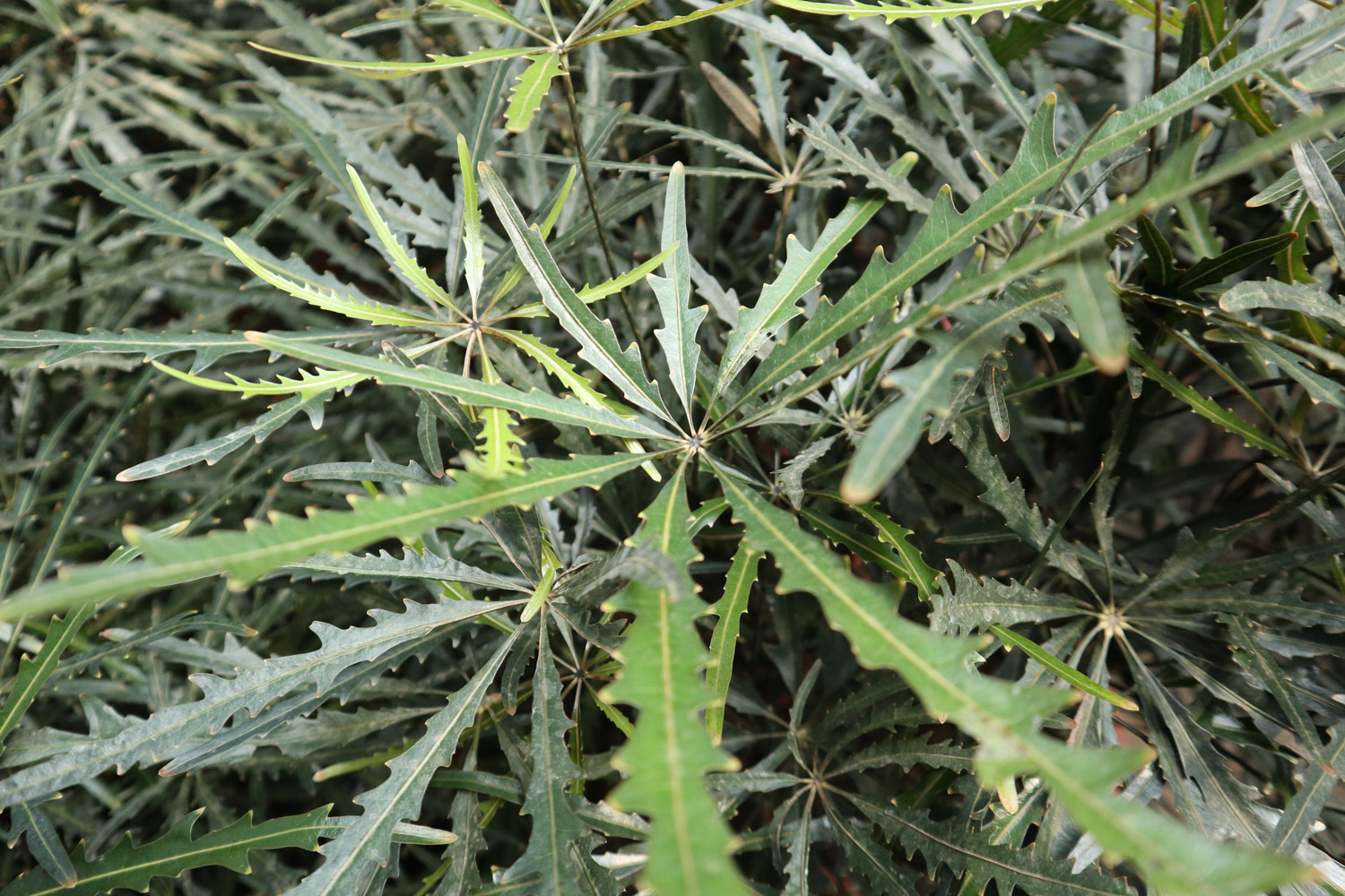 孔雀木的养殖方法和注意事项