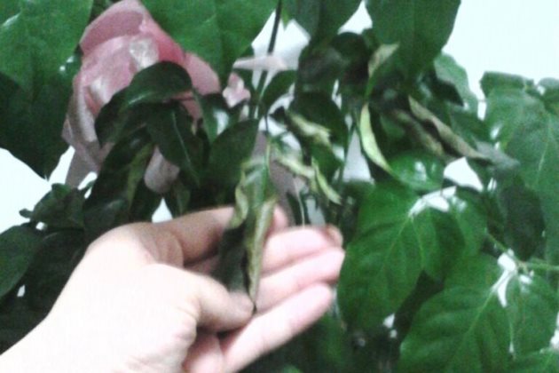 幸福树叶子一碰就掉的原因以及处理方法