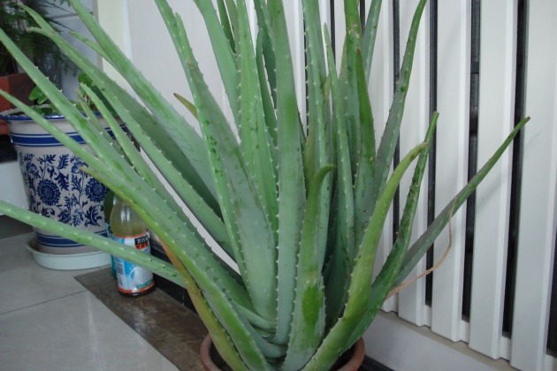 植物被冻伤怎么办？快要冻死的花卉绿植这样处理还有救！