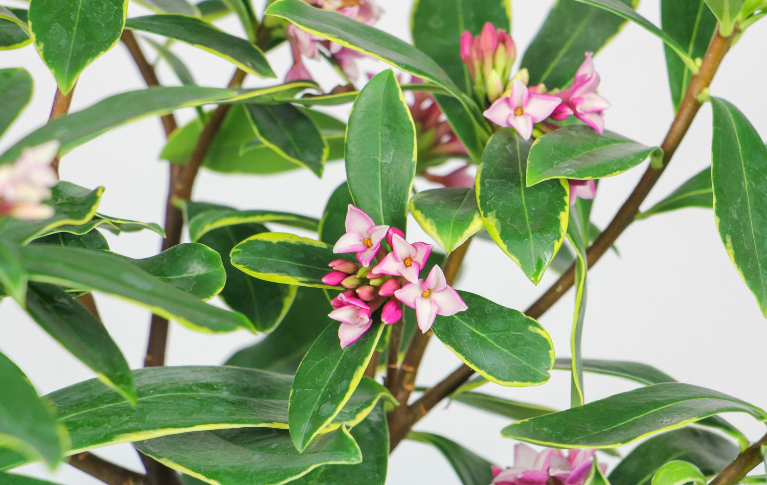 瑞香花叶子发黄怎么办