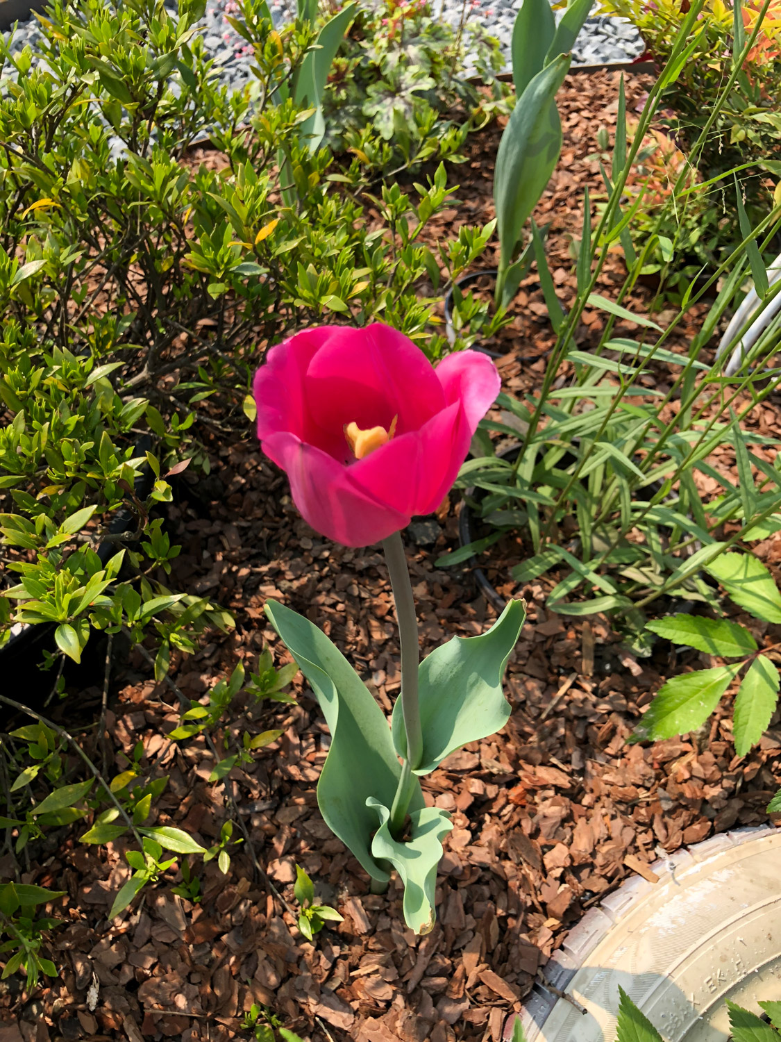 郁金香茎短花小是怎么回事