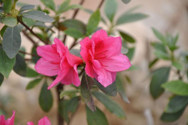 杜鹃花烂根怎么办 杜鹃花烂根怎么救活