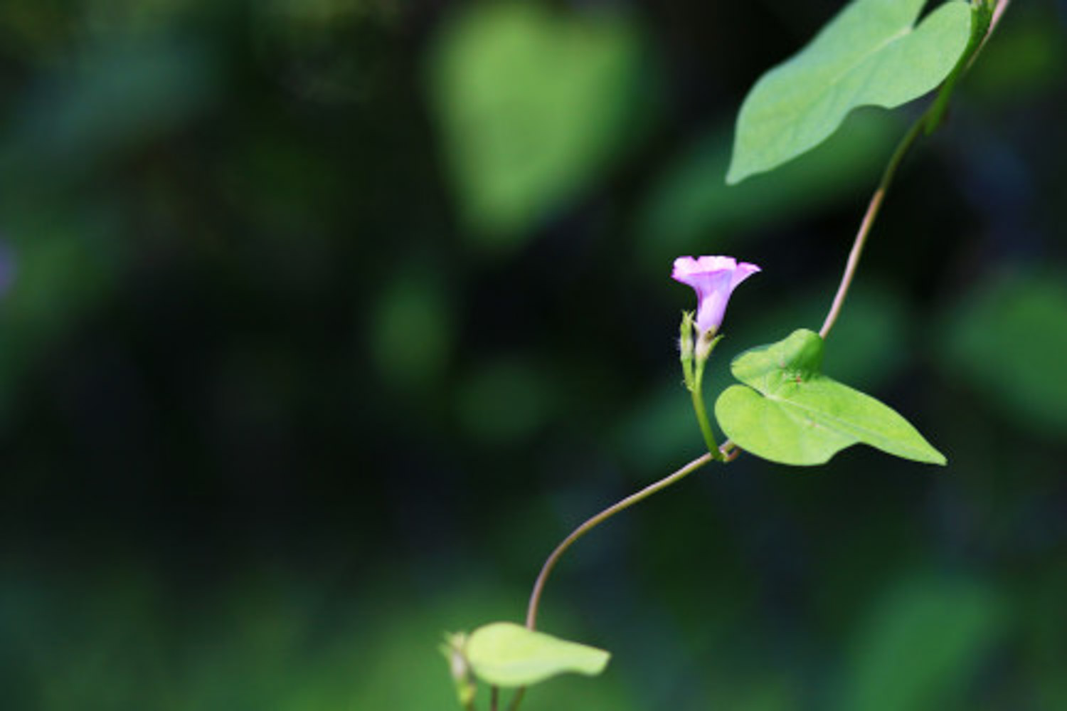牵牛花小苗怎么上盆
