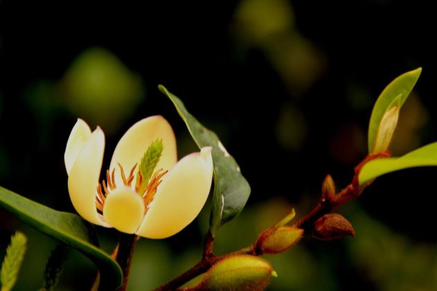 含笑花叶子干枯怎么办
