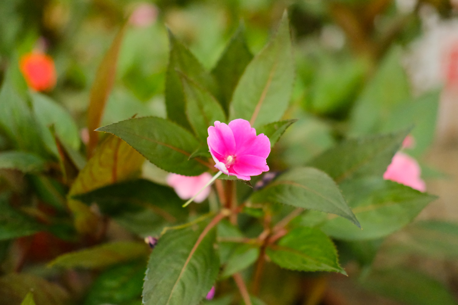 凤仙花品种赏析
