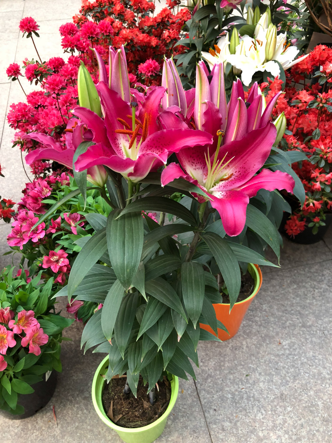 百合花能放客厅吗