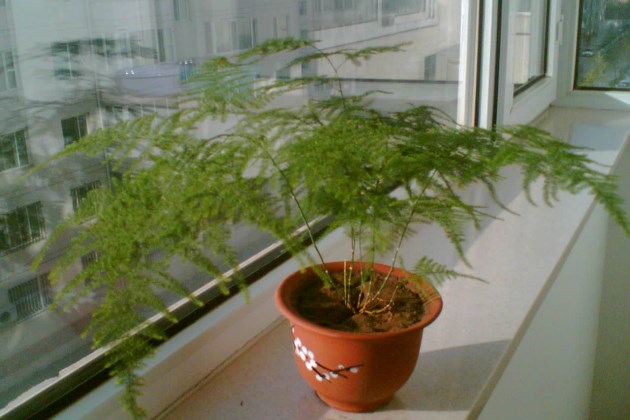 室内盆栽植物的常见死因以及处理技巧，再也不怕把绿植养死了哦！