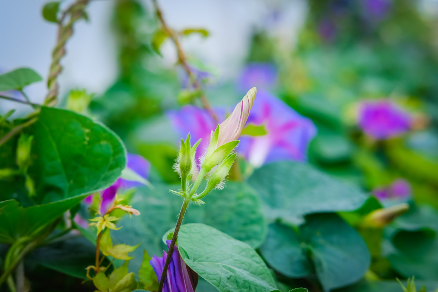 牵牛花价格，牵牛花的图片