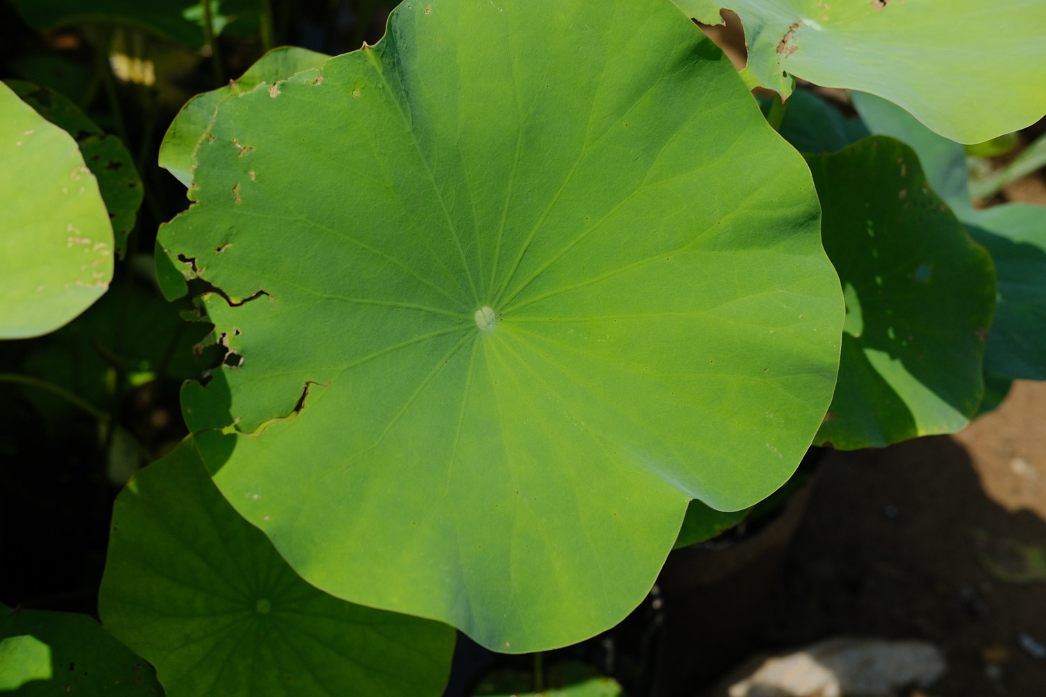 荷花的花语和象征意义，风水代表什么