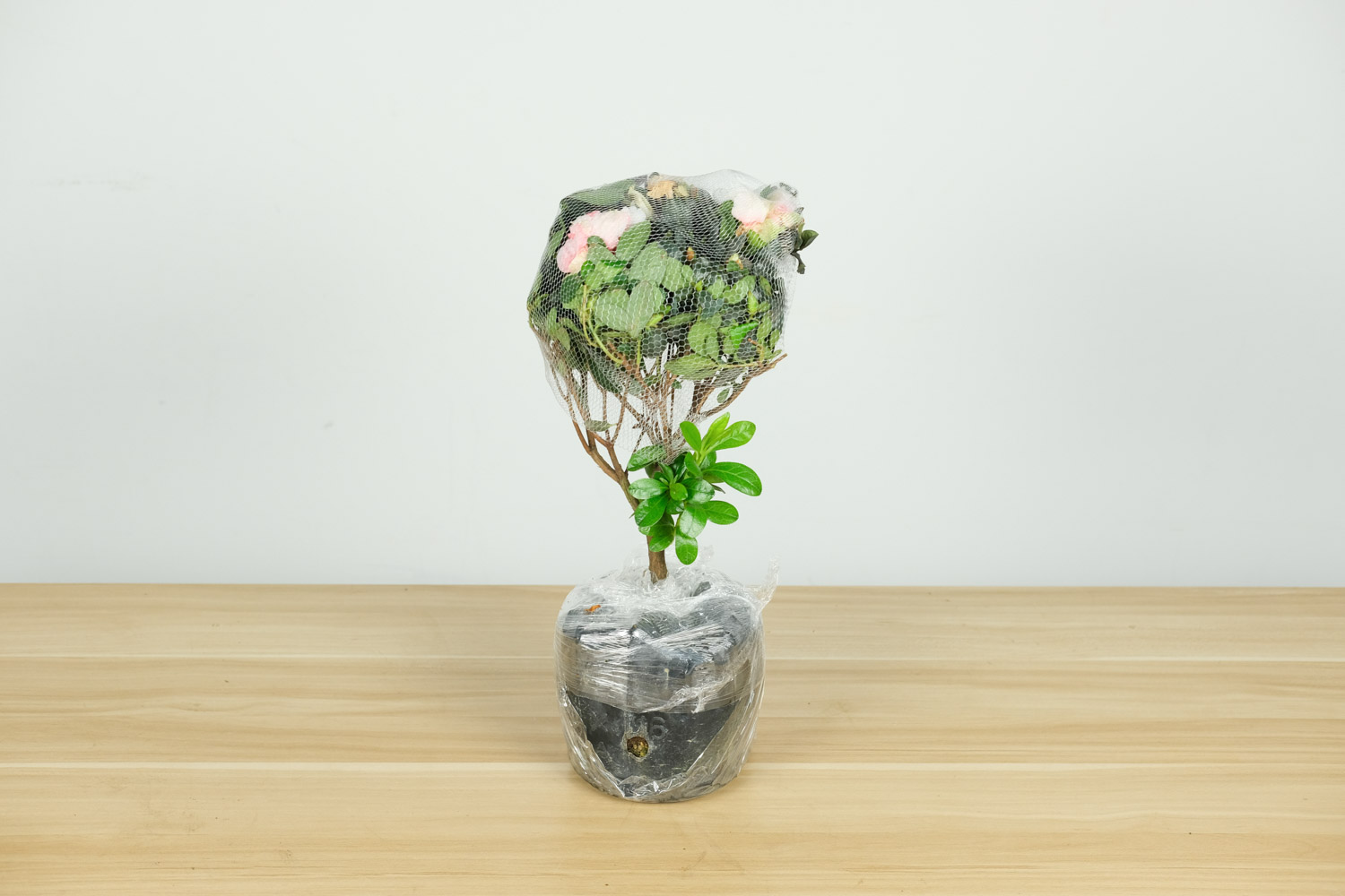 杜鹃花有花苞却不开花怎么办