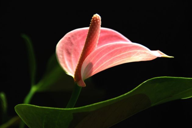 红掌枯萎怎么回事？红掌花枯萎怎么办？
