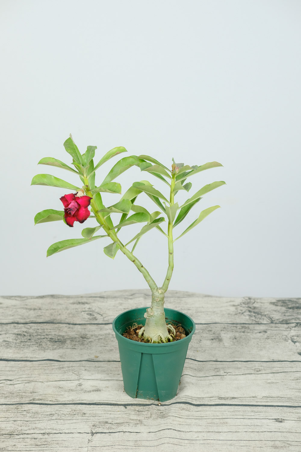 沙漠玫瑰为什么不开花