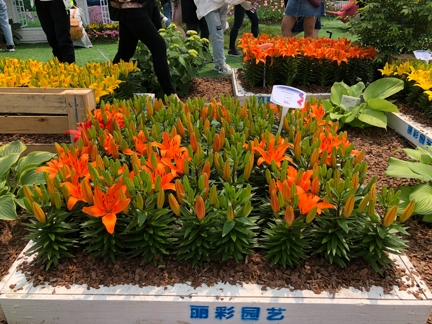 百合不开花怎么处理