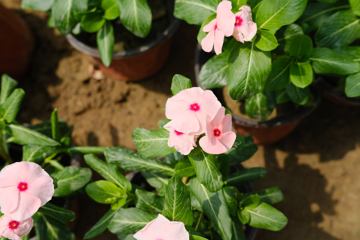 长春花品种大全