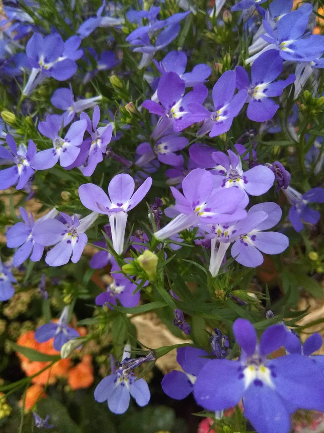六倍利的养殖方法和注意事项