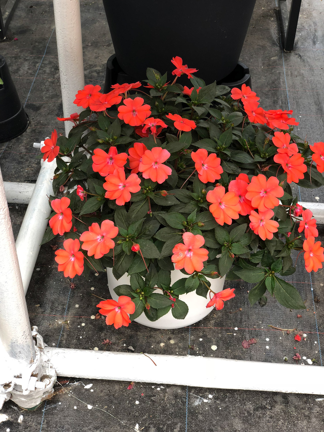凤仙花能扦插吗