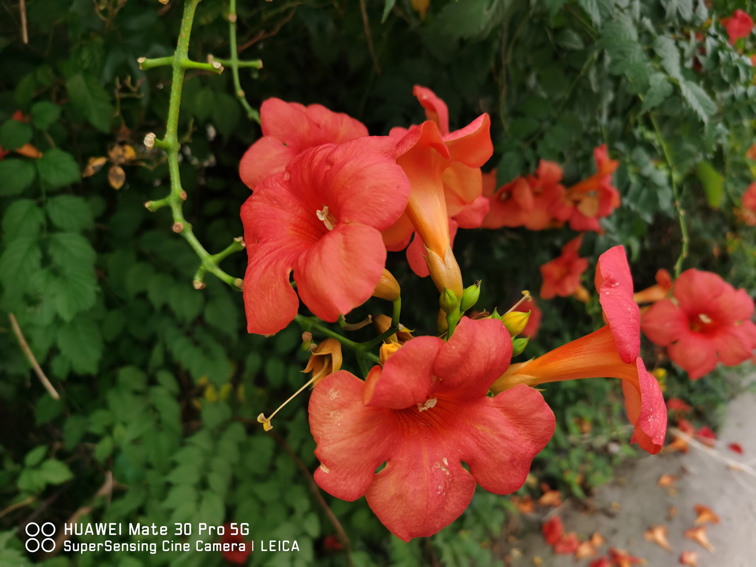 凌霄花叶子有黑斑怎么治，叶子一碰就掉