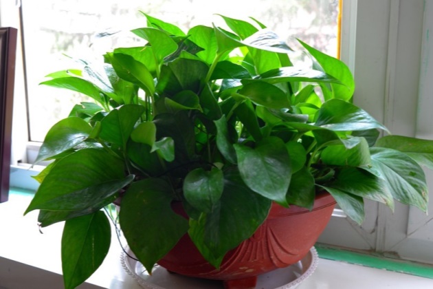 家里的室内土培植物怎么施肥？盆栽植物施肥用什么好？