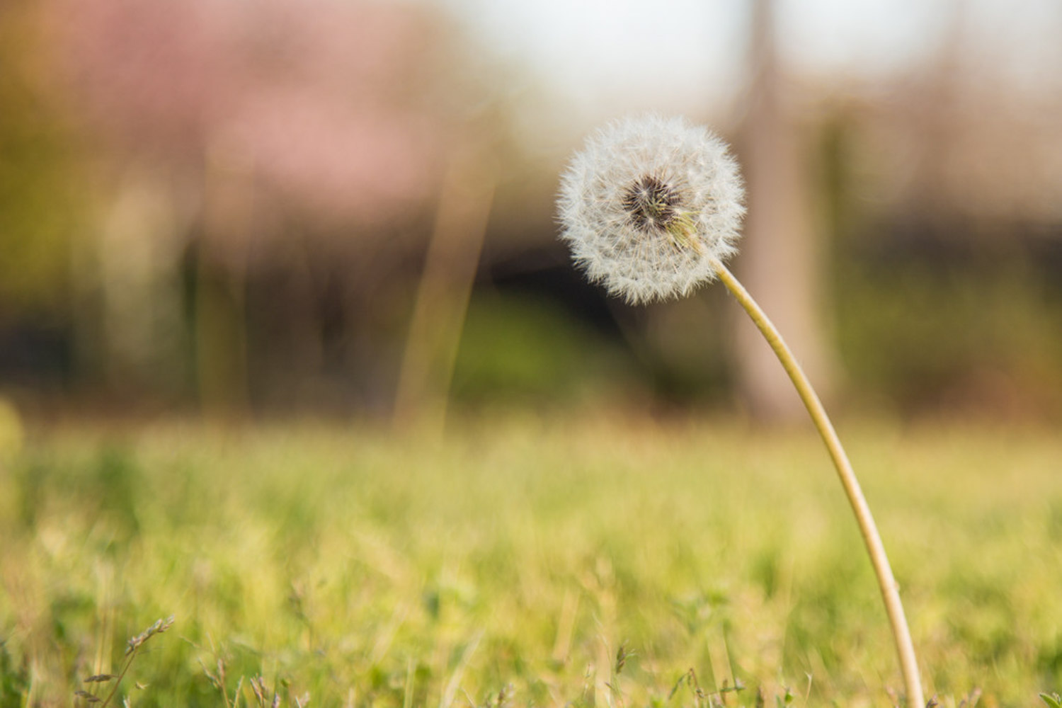 蒲公英的花语和传说