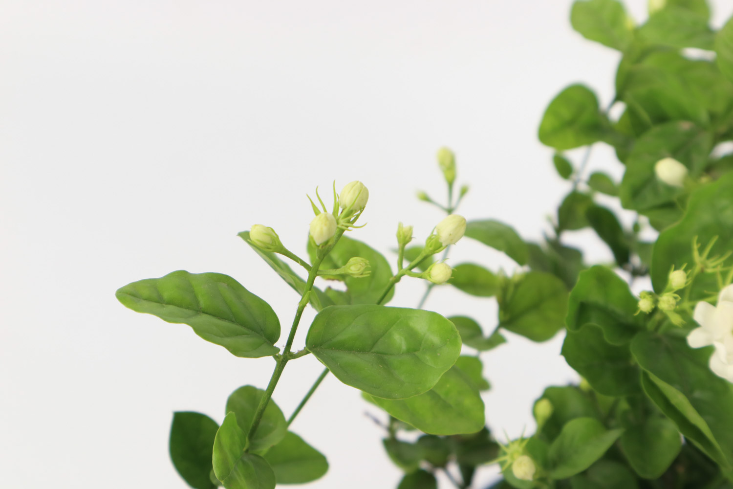 刚买的茉莉花叶片低垂耷拉怎么回事
