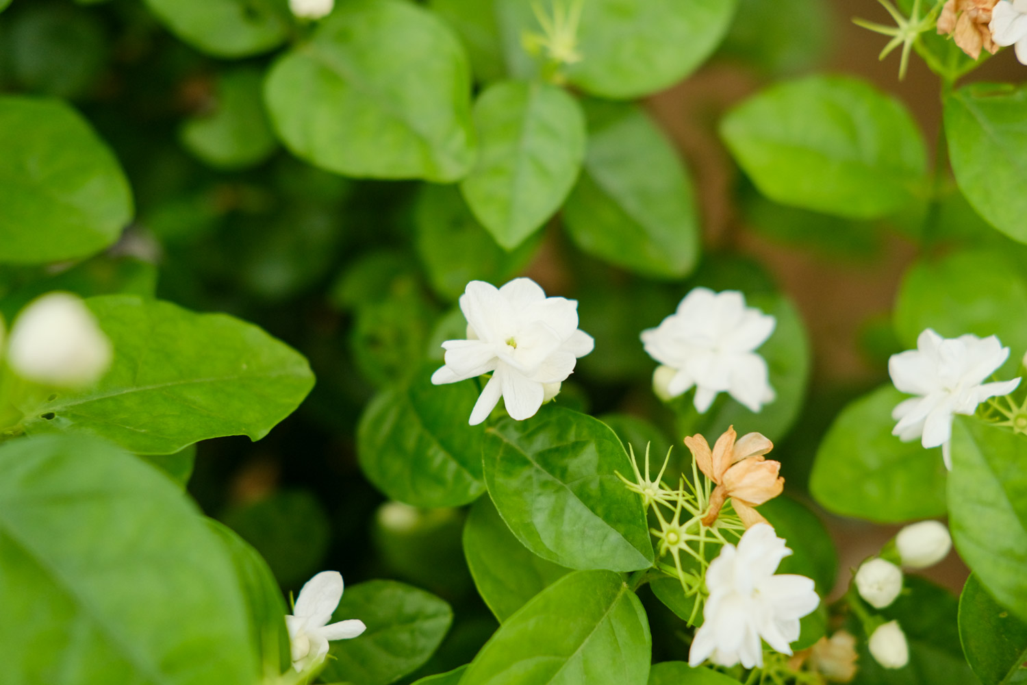 茉莉花叶子发黑怎么回事？