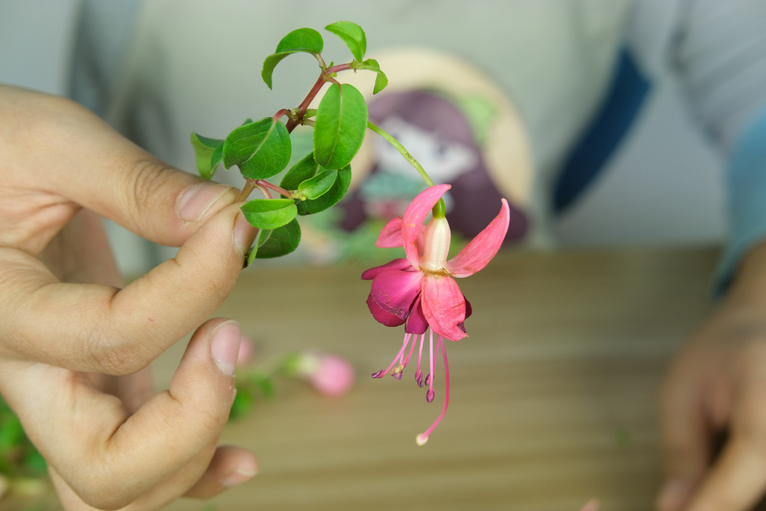 倒挂金钟叶子发黄怎么办