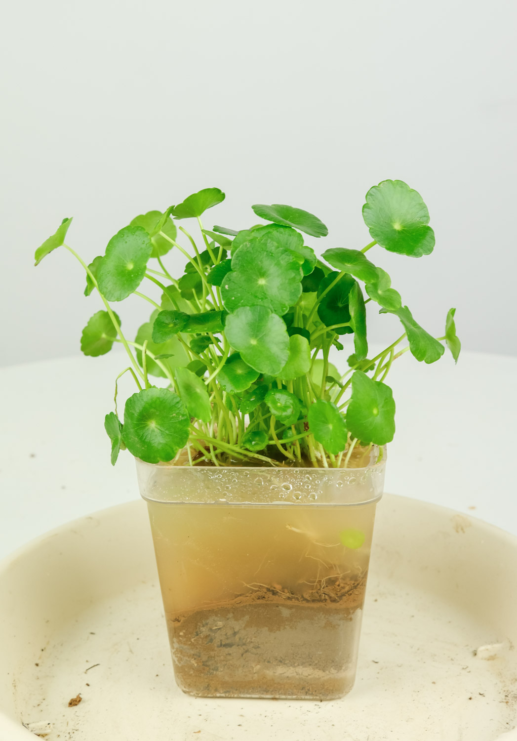 铜钱草的水培方法