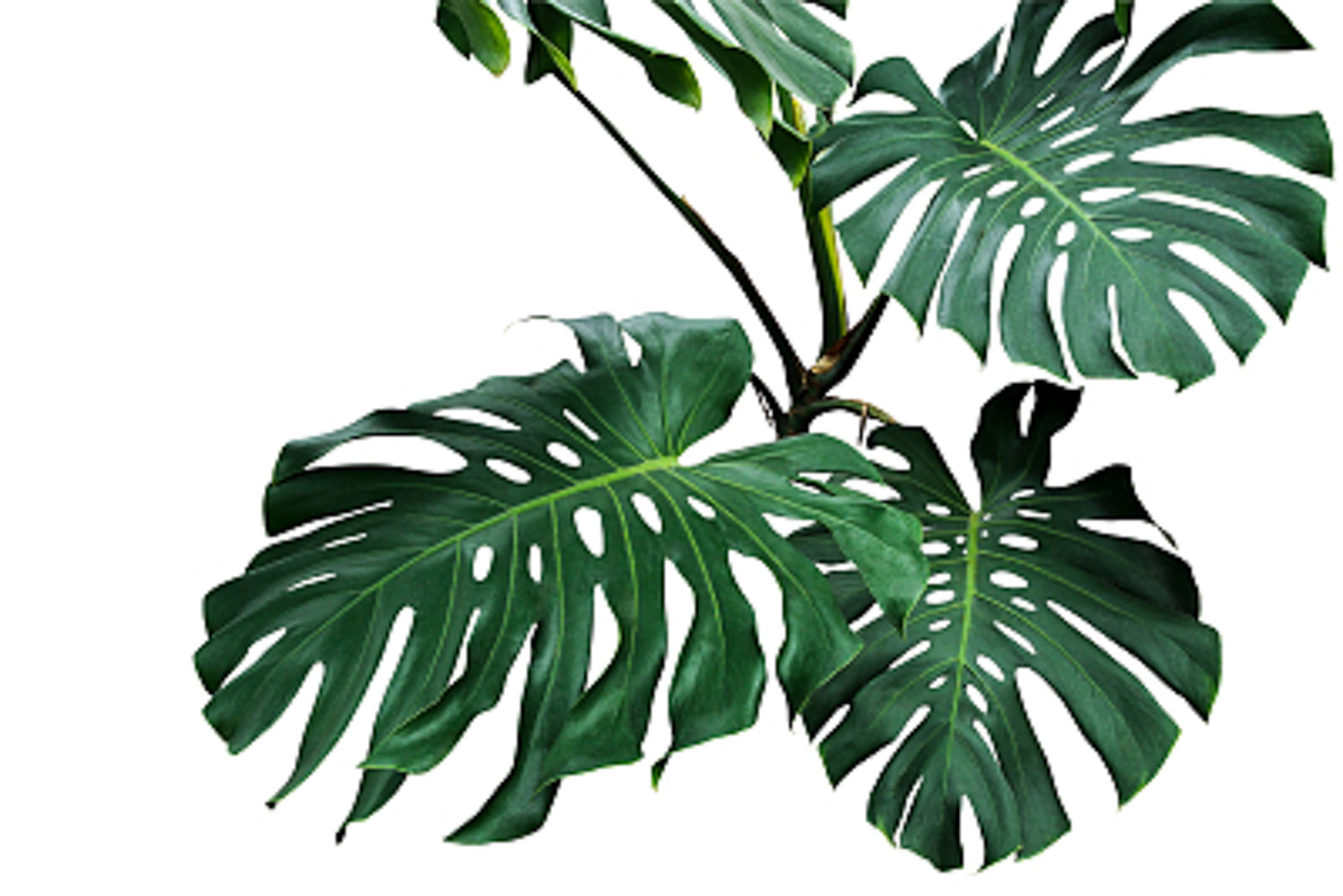 适合卧室种植的水养盆栽 | 龟背竹