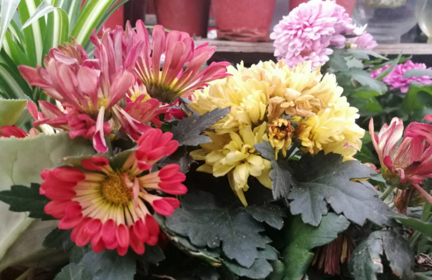 菊花泡水喝的功效