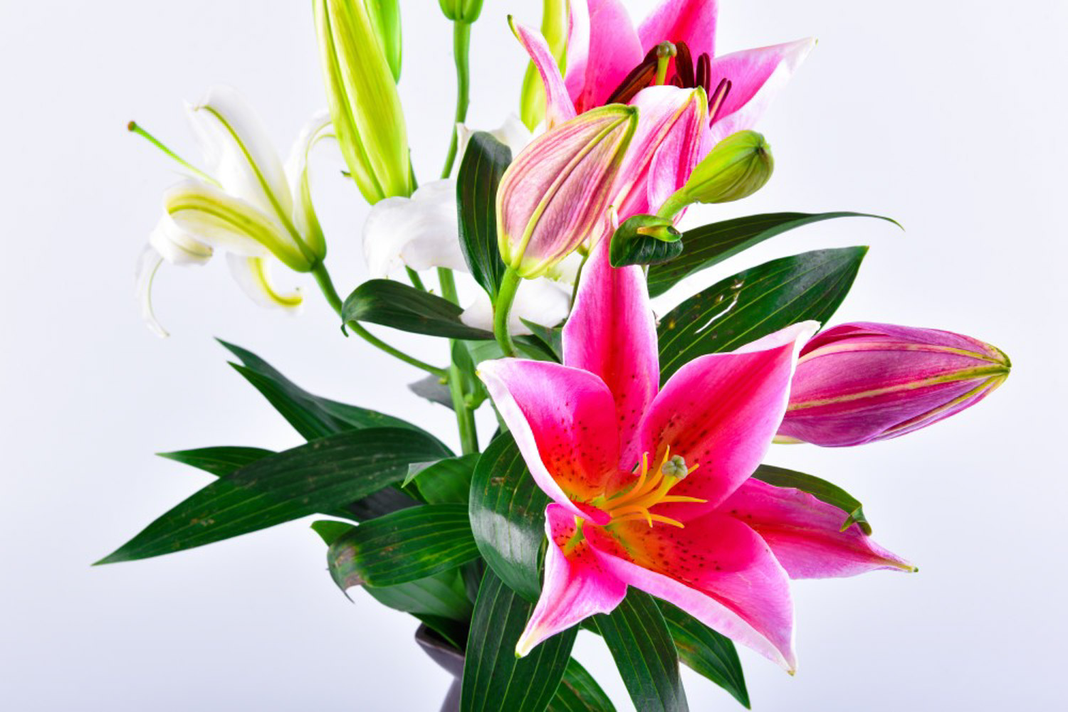 百合花什么时候开花