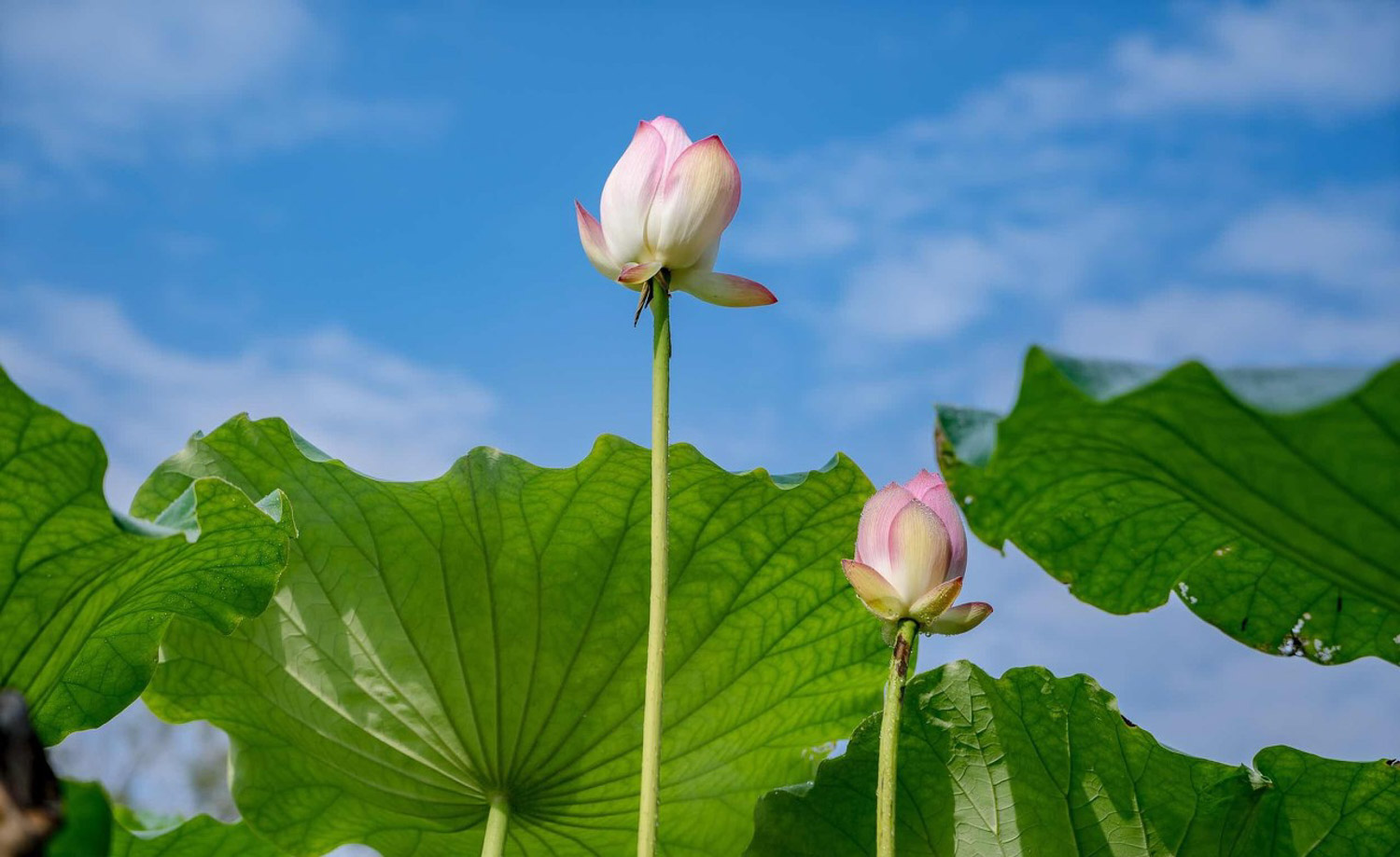 莲花中的莲子能吃吗，吃莲子有好处吗