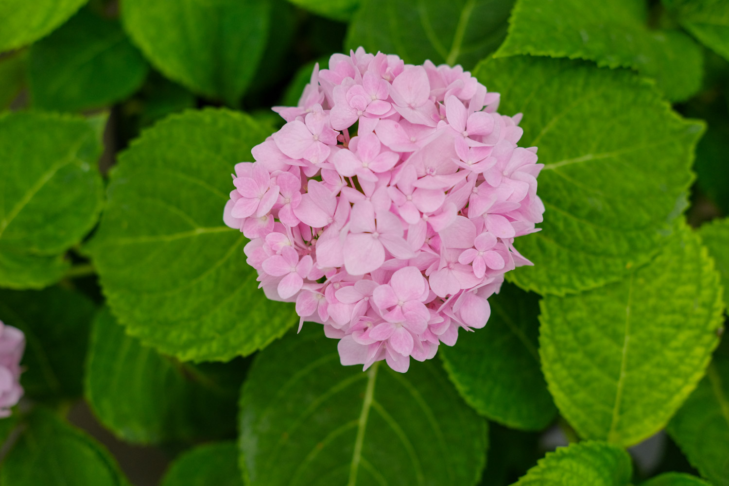 绣球花叶子发黄边缘干枯怎么办