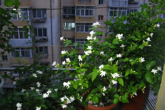 茉莉花叶子发黄怎么办？