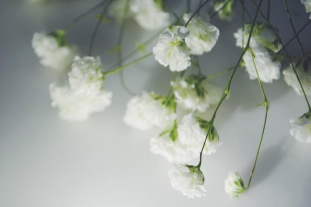 满天星为什么不开花 满天星不开花怎么回事