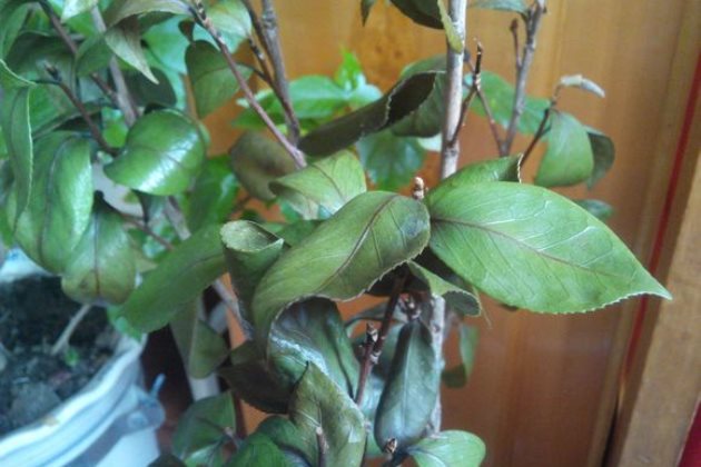 茶花叶子干枯怎么办