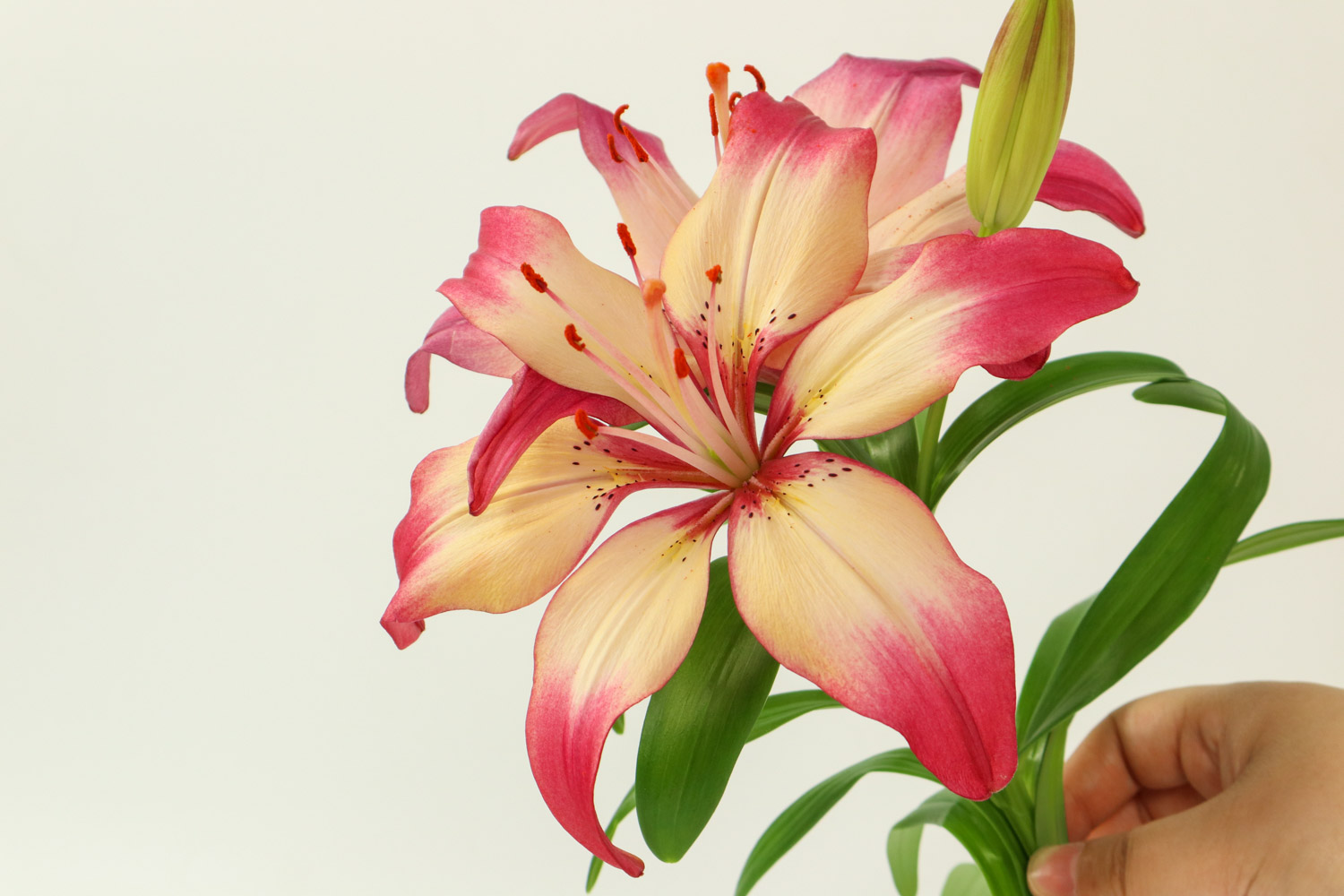 家居百合花花瓶插花