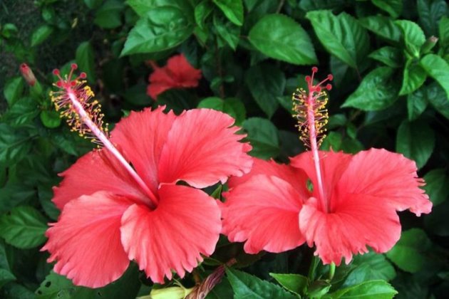 扶桑花叶子黄的原因：扶桑花叶子发黄怎么办？