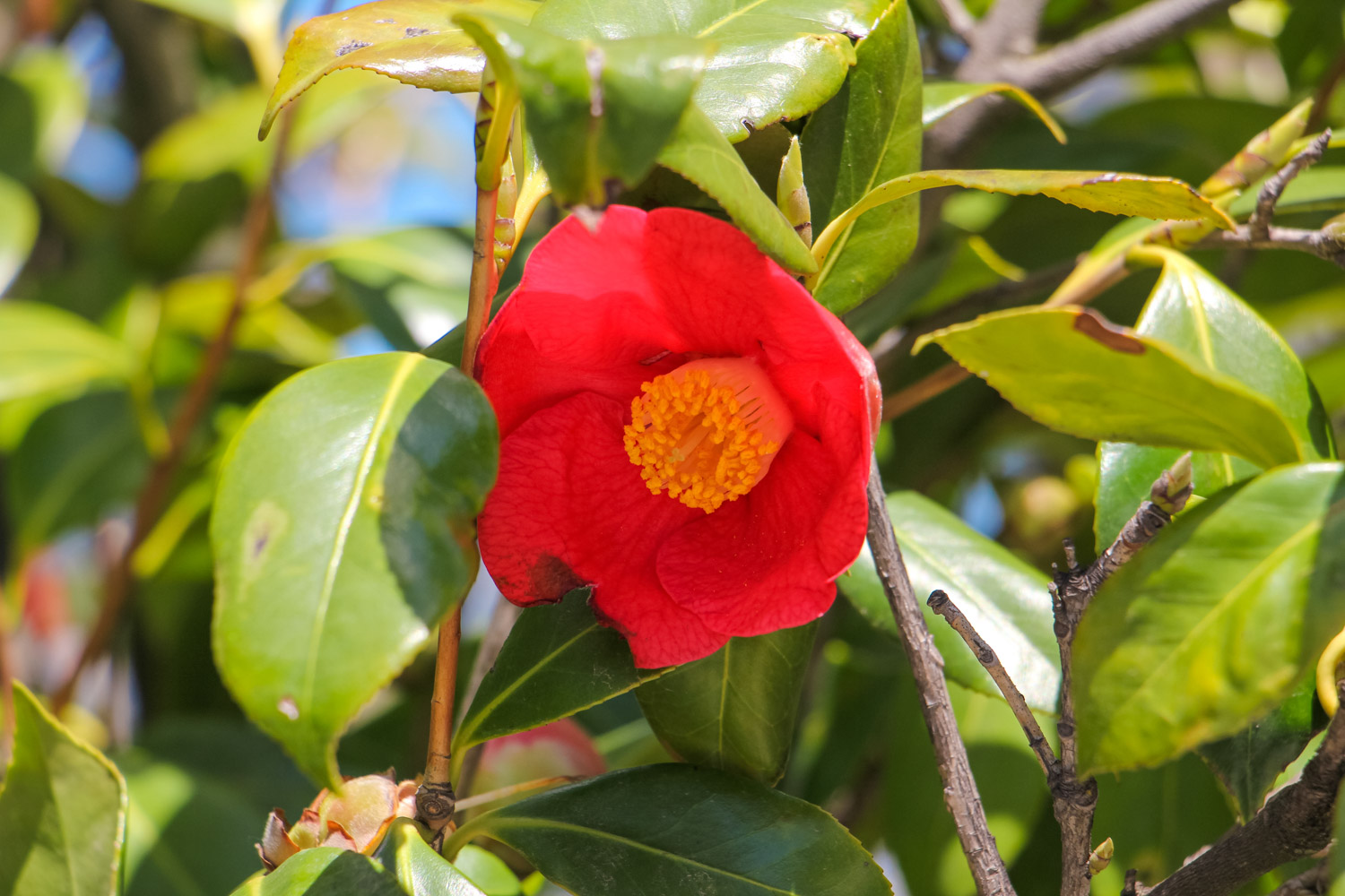 茶花掉叶子怎么办